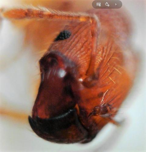 Pheidole parva